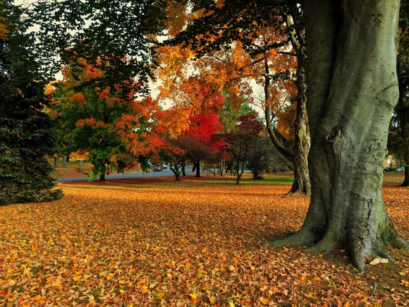‘Tis the Season - Your Guide to a New England Fall Foliage Road Trip - Samsara Luggage